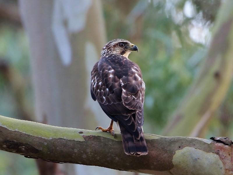 Broad-winged Hawk (Northern) - Margareta Wieser