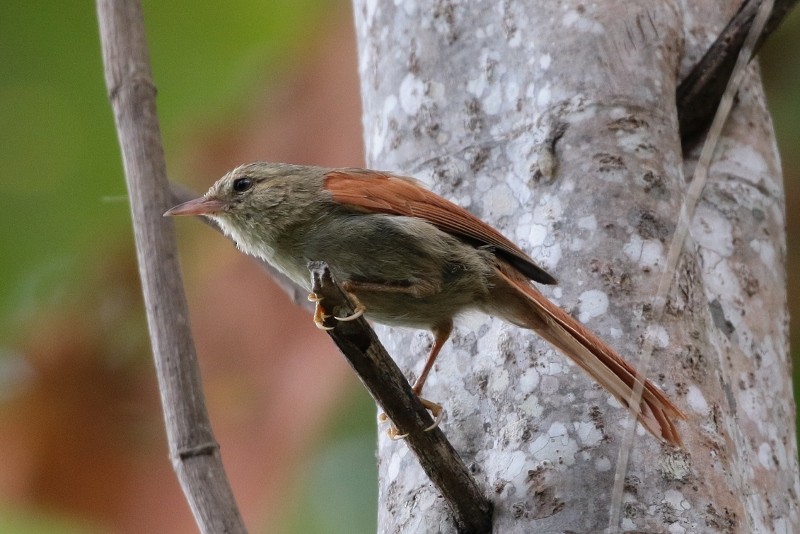 Crested Spinetail - ML205384911
