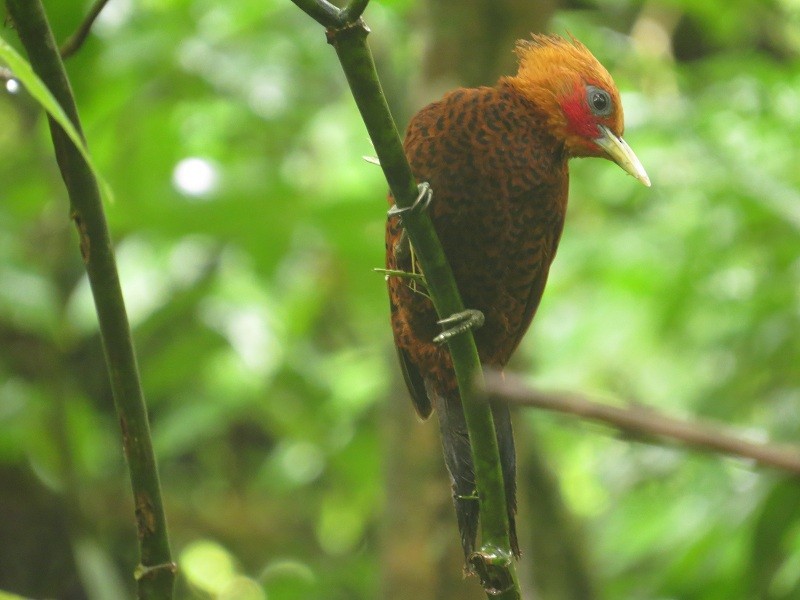 Chestnut-colored Woodpecker - Róger Rodríguez Bravo