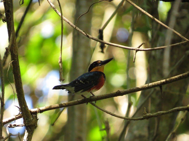 American Pygmy Kingfisher - Róger Rodríguez Bravo