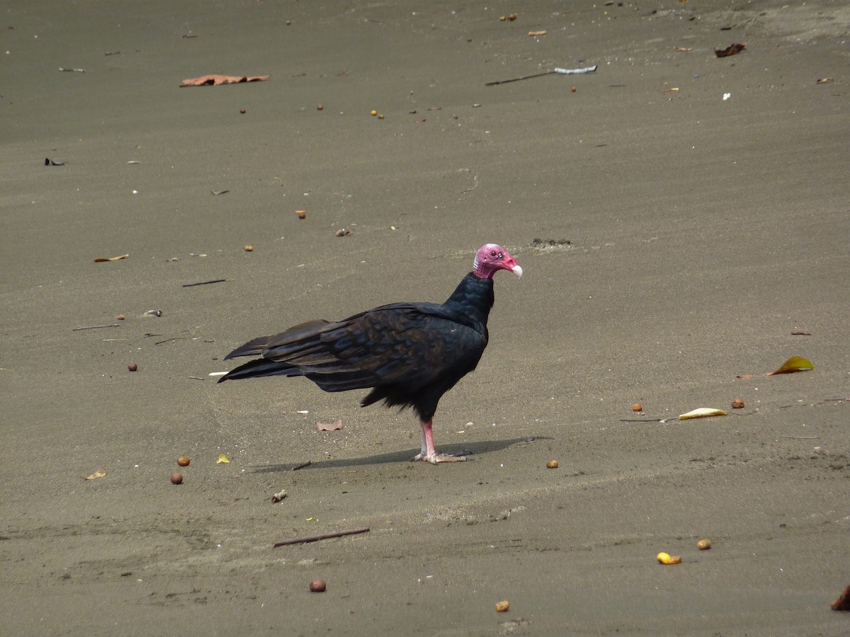 Turkey Vulture (Tropical) - Luis G Restrepo