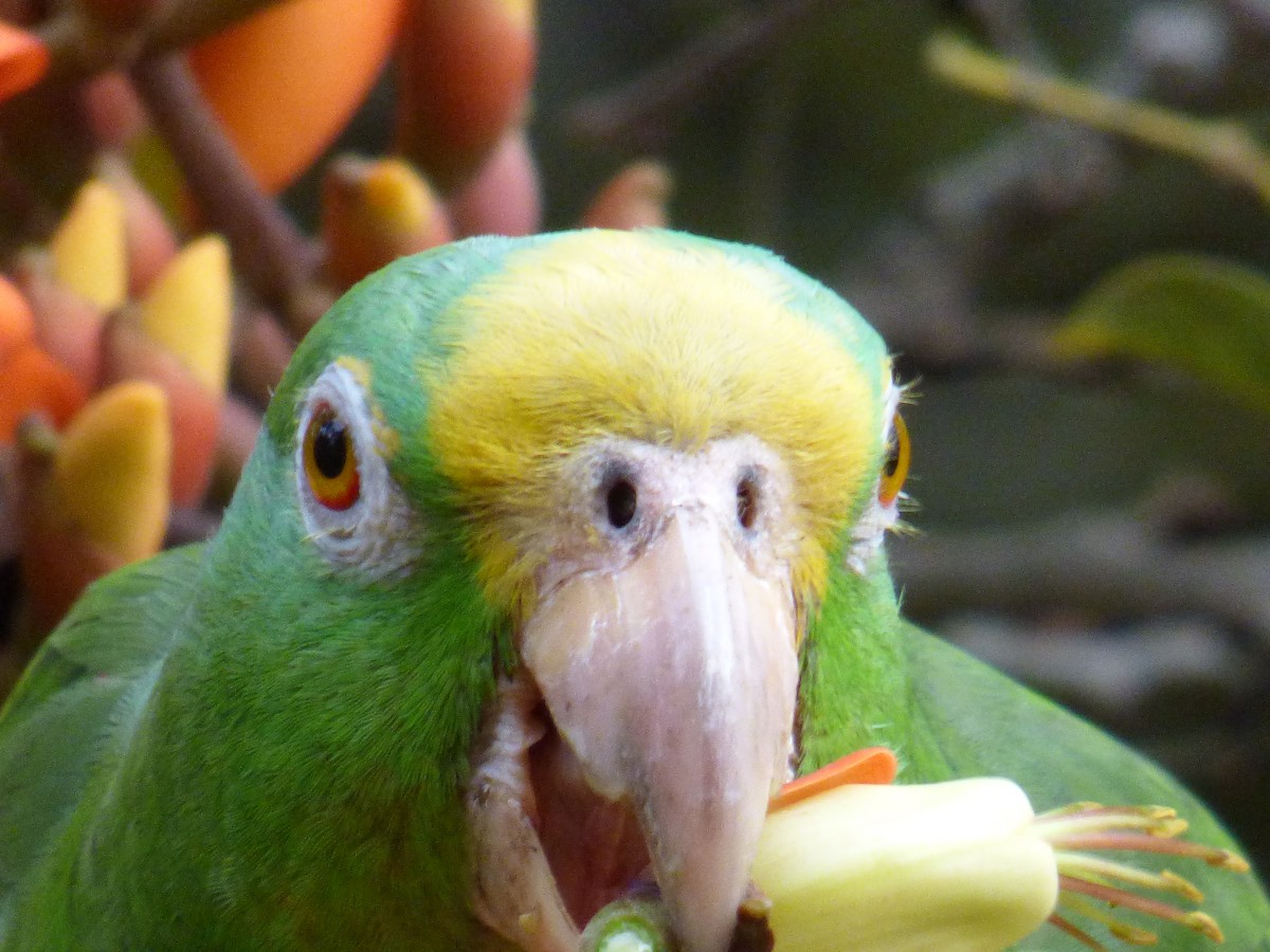 Yellow-crowned Parrot - Luis G Restrepo