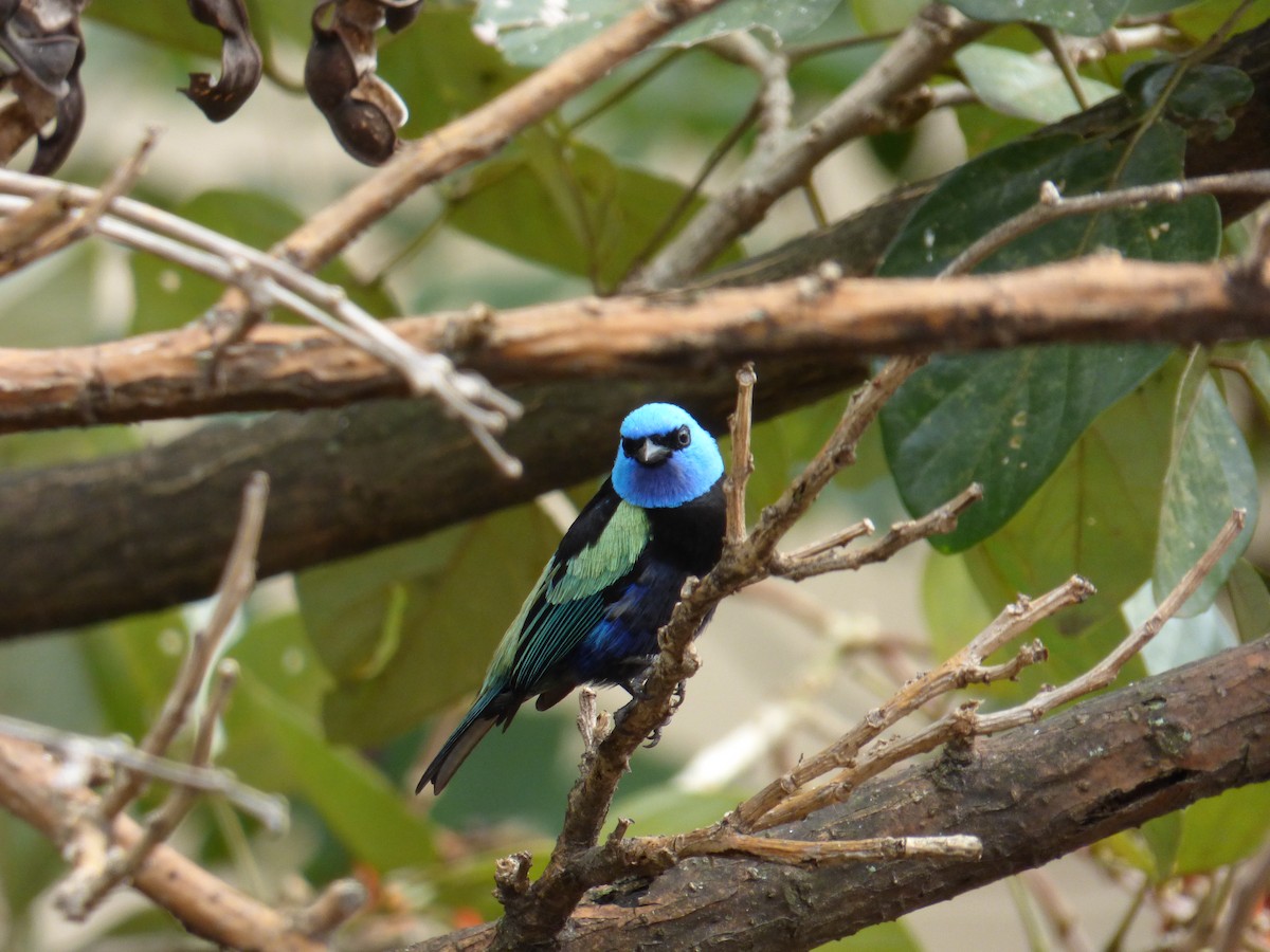 Blue-necked Tanager - Luis G Restrepo