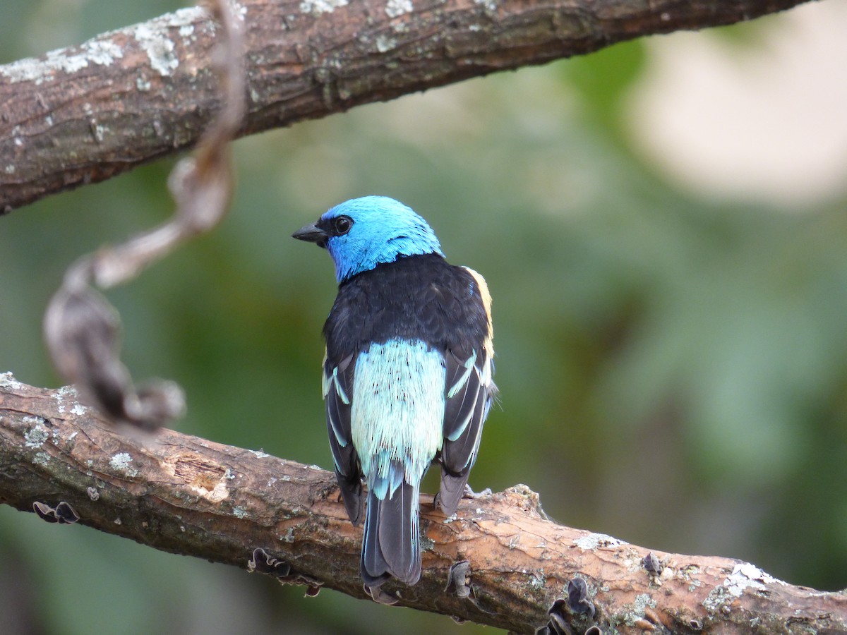Blue-necked Tanager - Luis G Restrepo