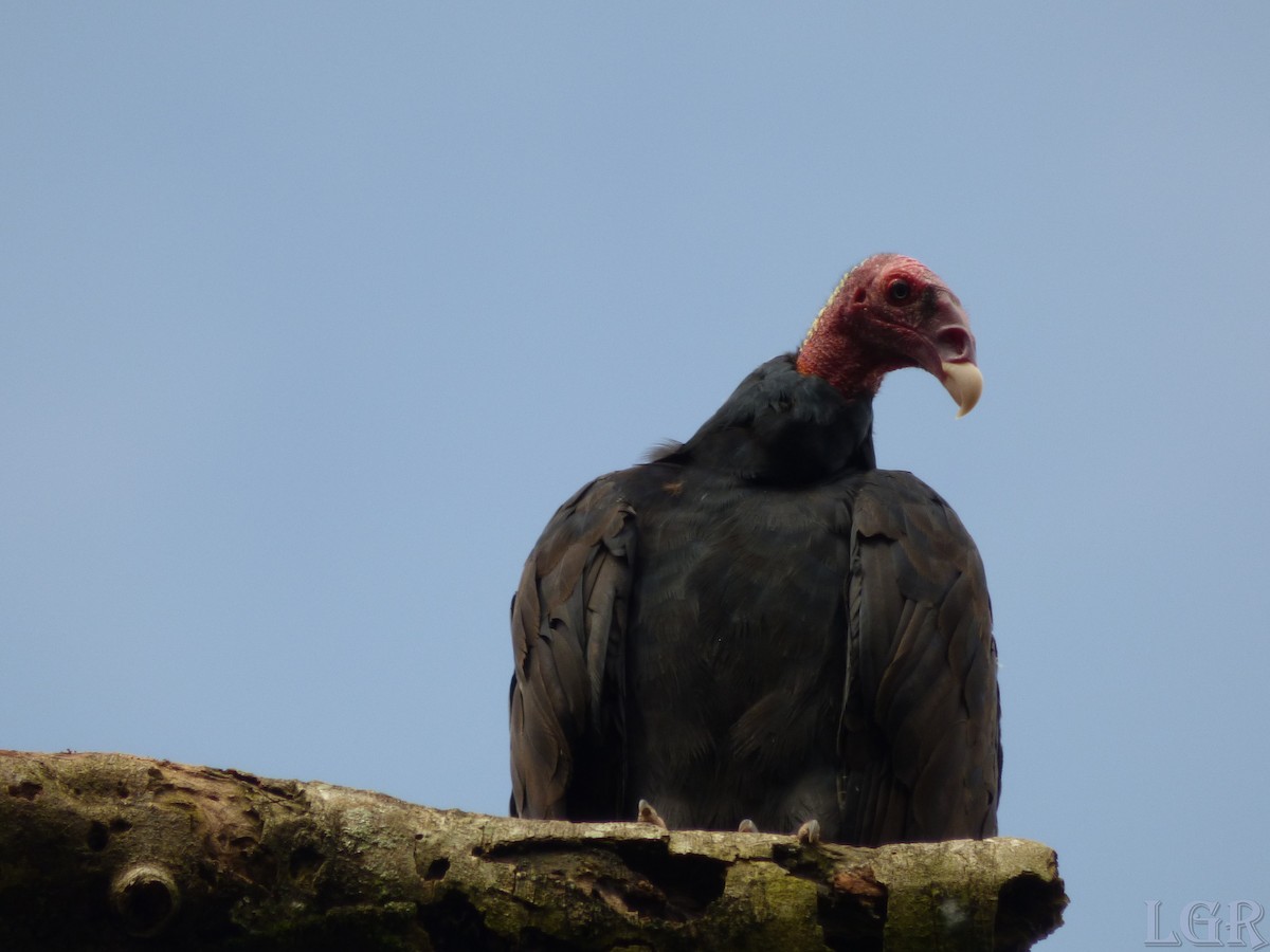 Turkey Vulture (Tropical) - Luis G Restrepo