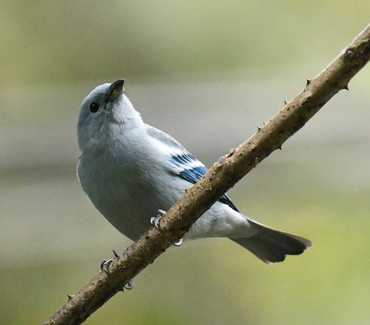 Blue-gray Tanager - ML205386001