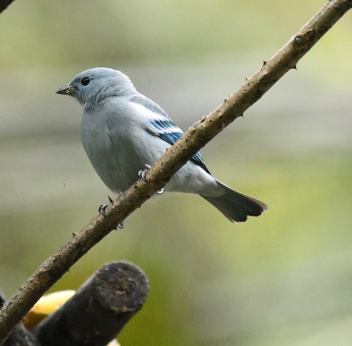 Blue-gray Tanager - ML205386011