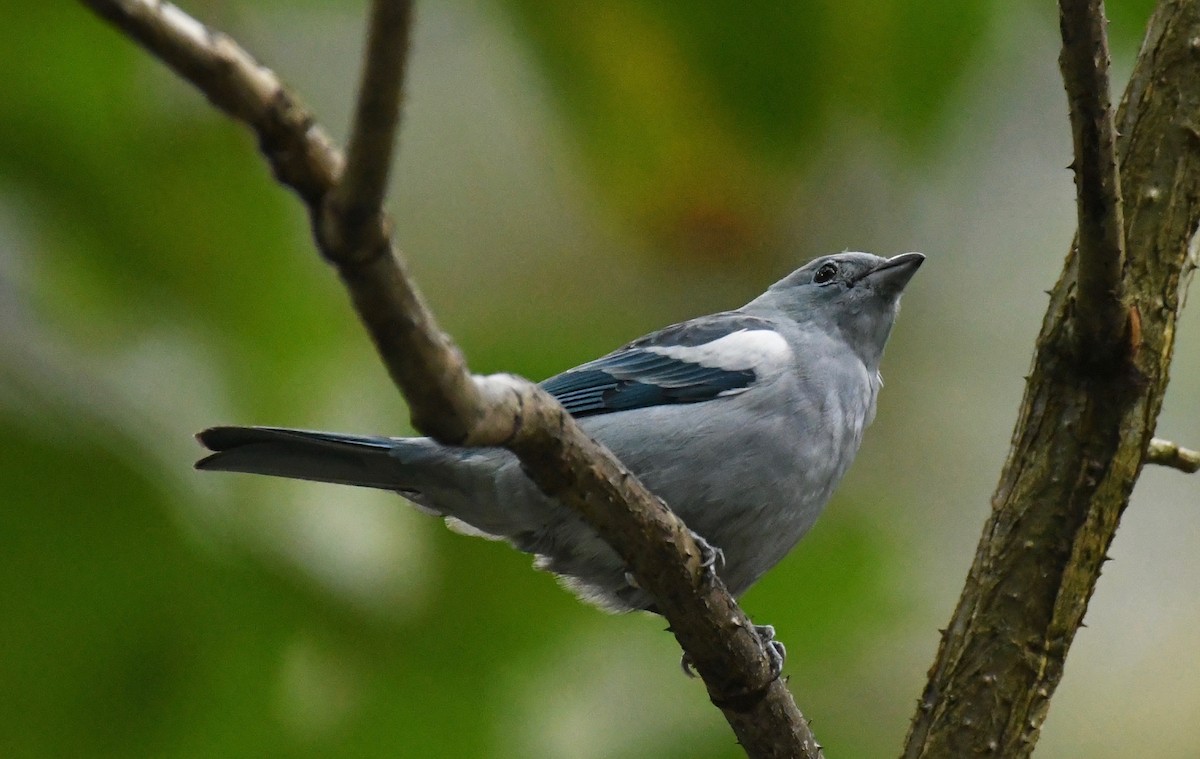 Blue-gray Tanager - ML205386021