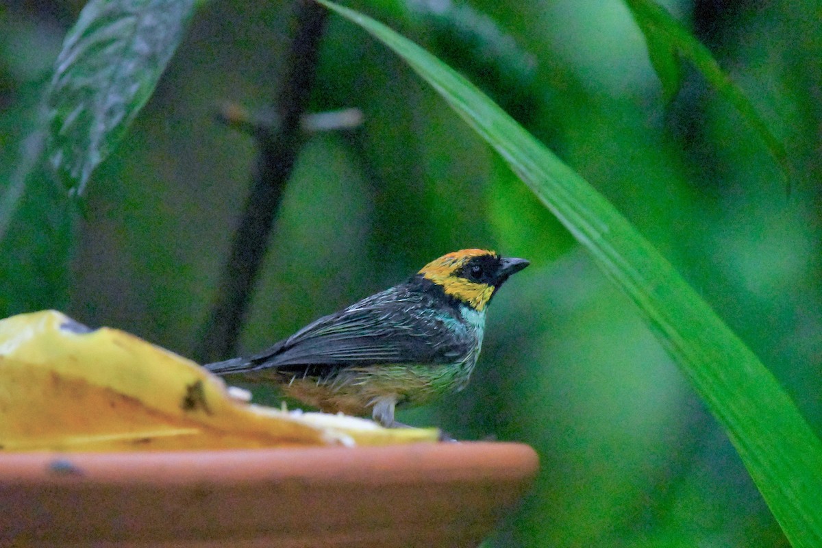 Saffron-crowned Tanager - ML205386051