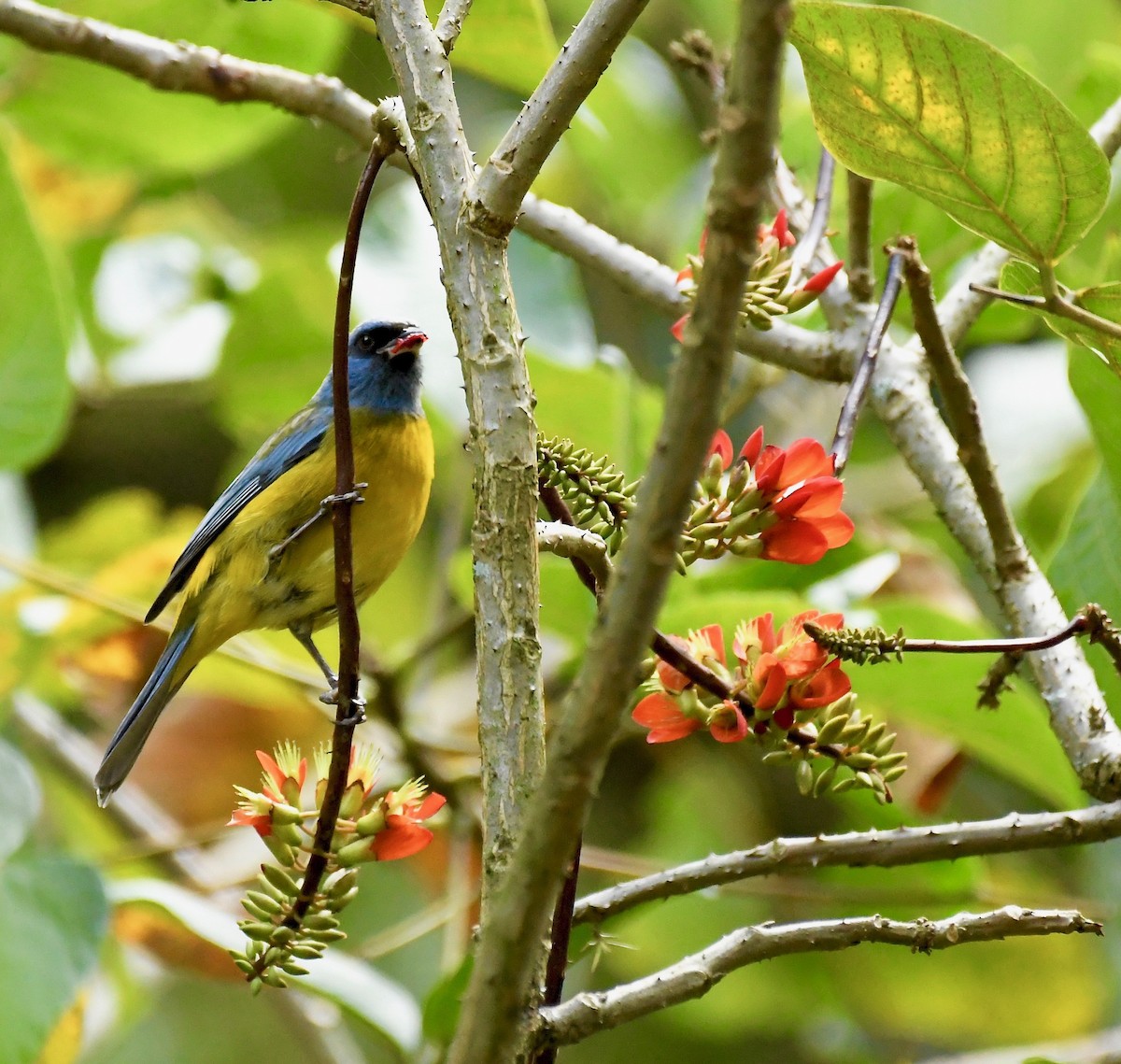 Blue-and-yellow Tanager (Blue-and-yellow) - Theresa Bucher