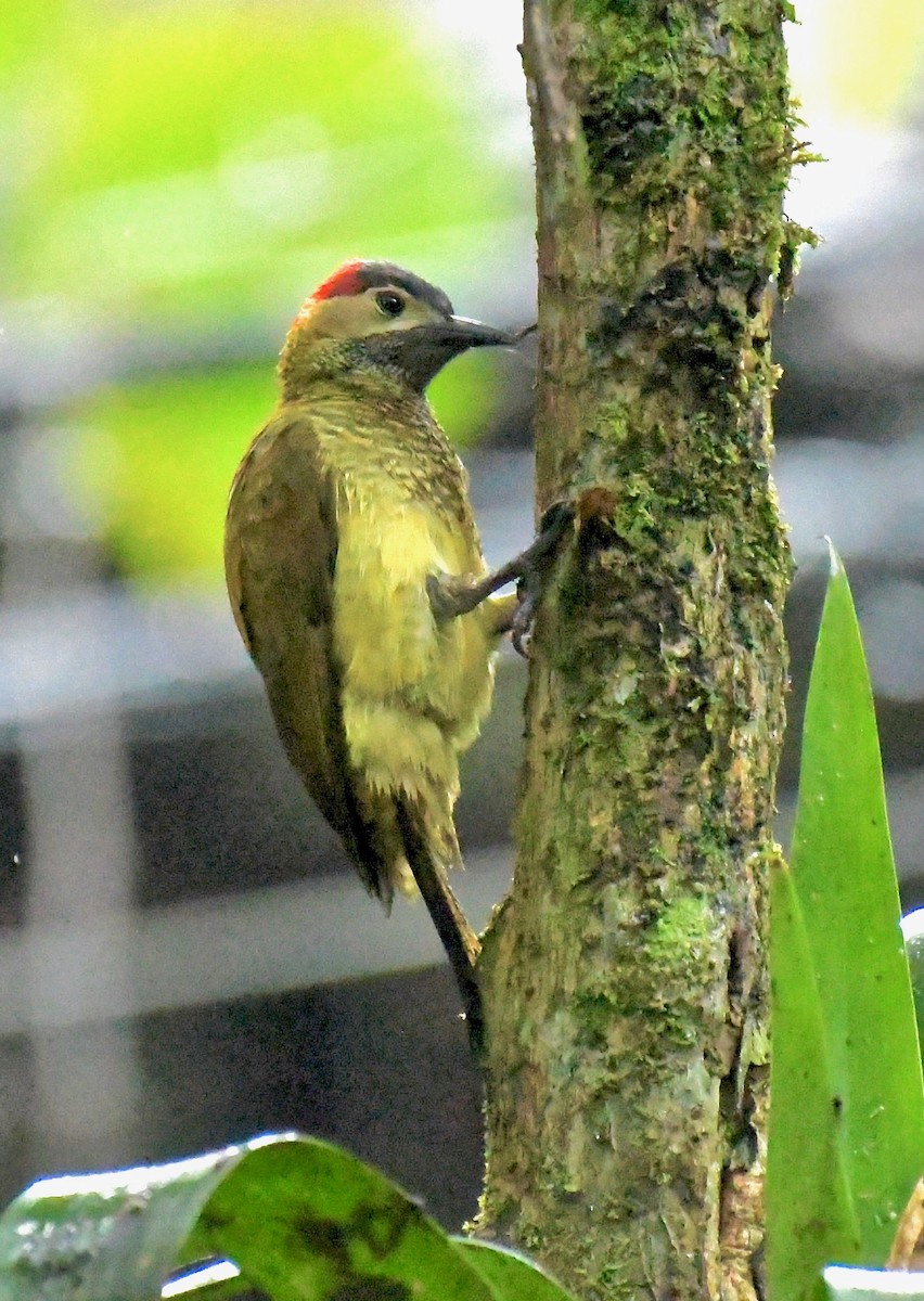Golden-olive Woodpecker - ML205386261