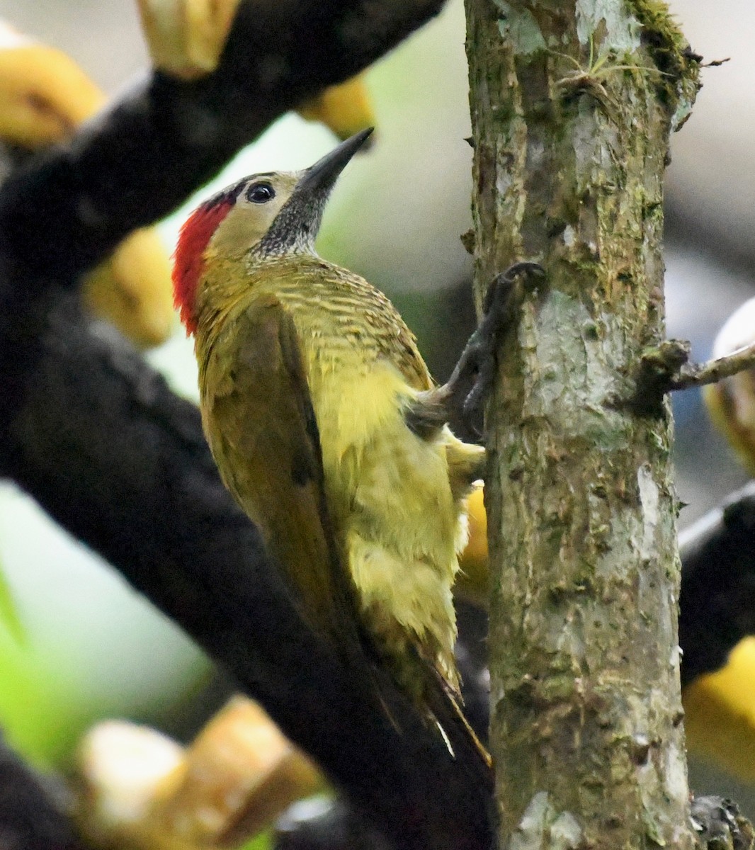 Golden-olive Woodpecker - Theresa Bucher