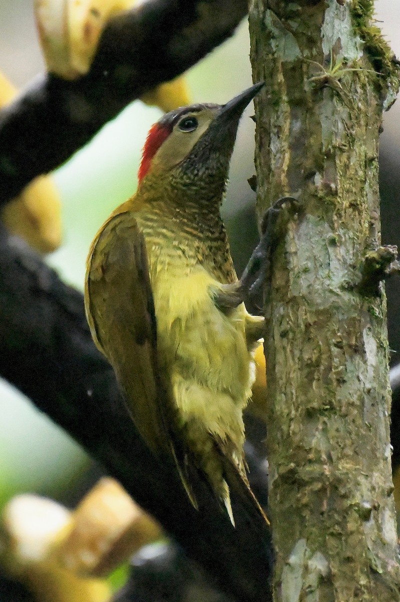 Golden-olive Woodpecker - ML205386281