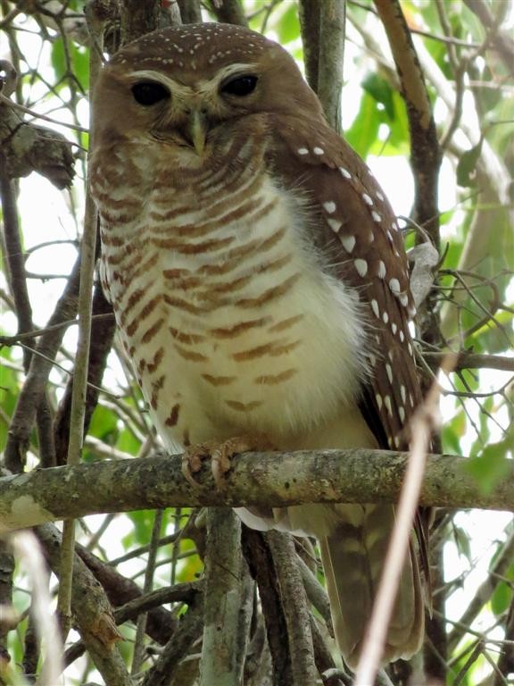White-browed Owl - Adam Bowley