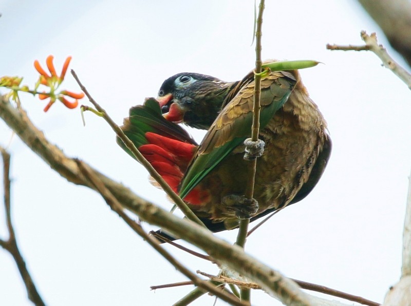 Red-billed Parrot - ML205386621