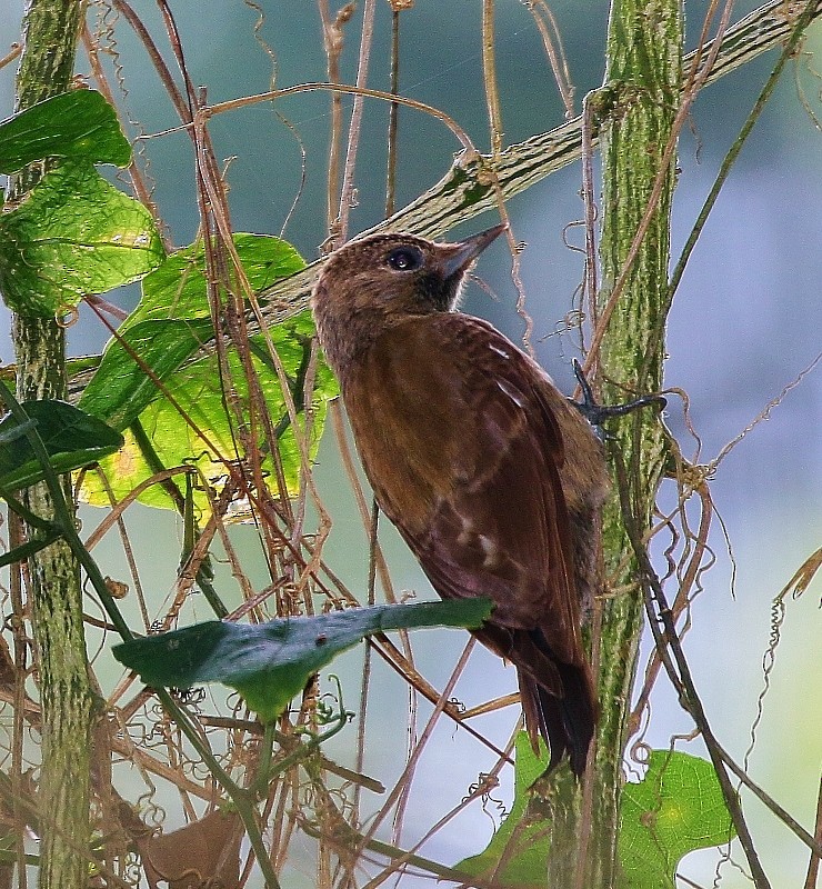 Smoky-brown Woodpecker - Margareta Wieser