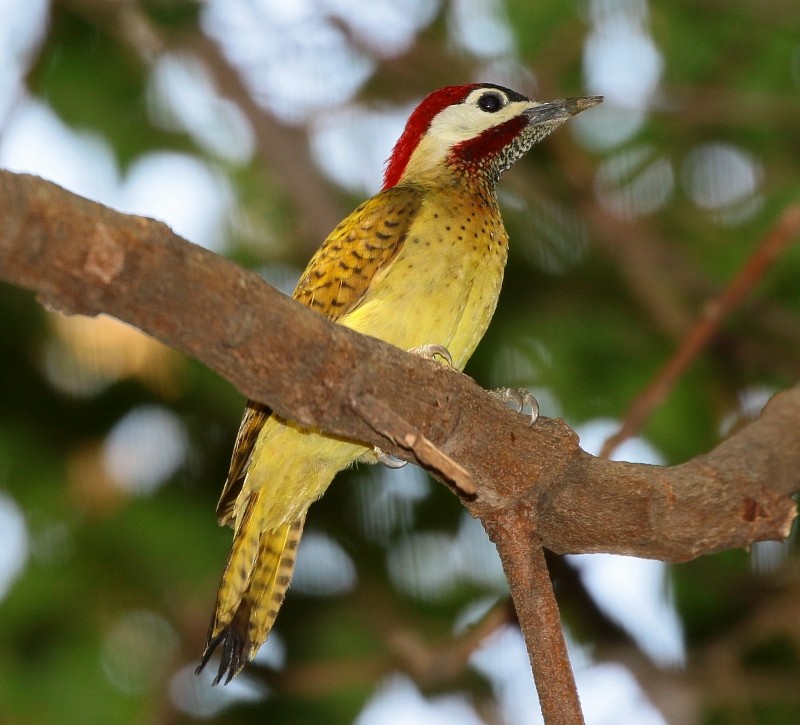 Spot-breasted Woodpecker - Margareta Wieser