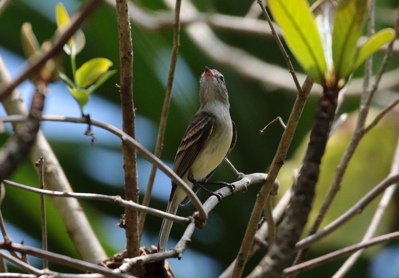 Northern Mouse-colored Tyrannulet - Margareta Wieser