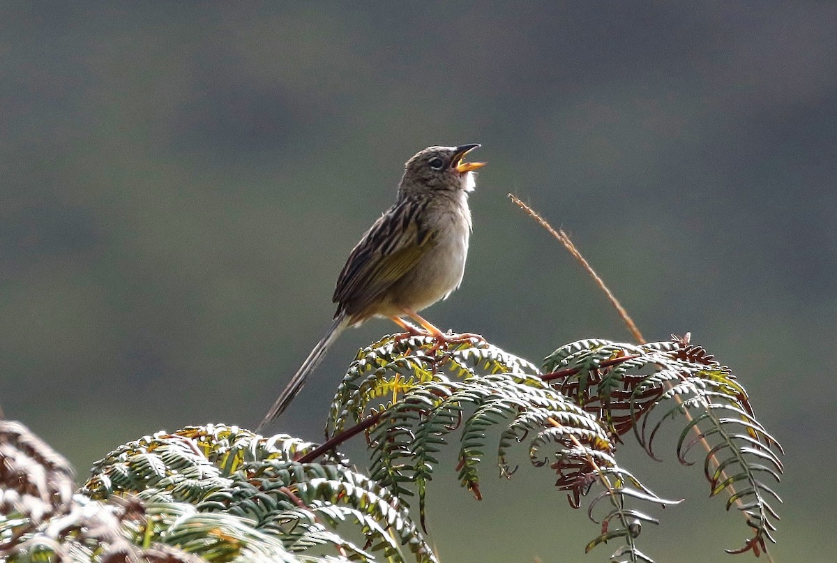Wedge-tailed Grass-Finch - Margareta Wieser