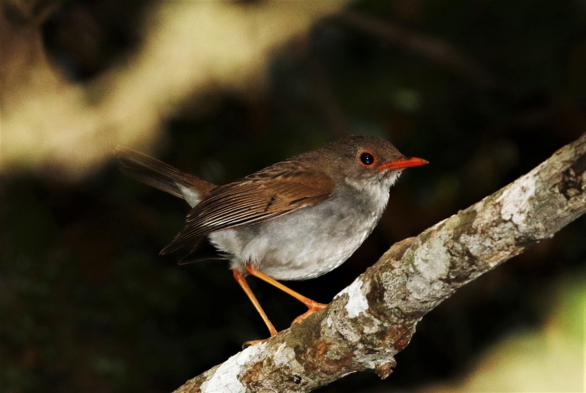 Orange-billed Nightingale-Thrush (Orange-billed) - ML205387851