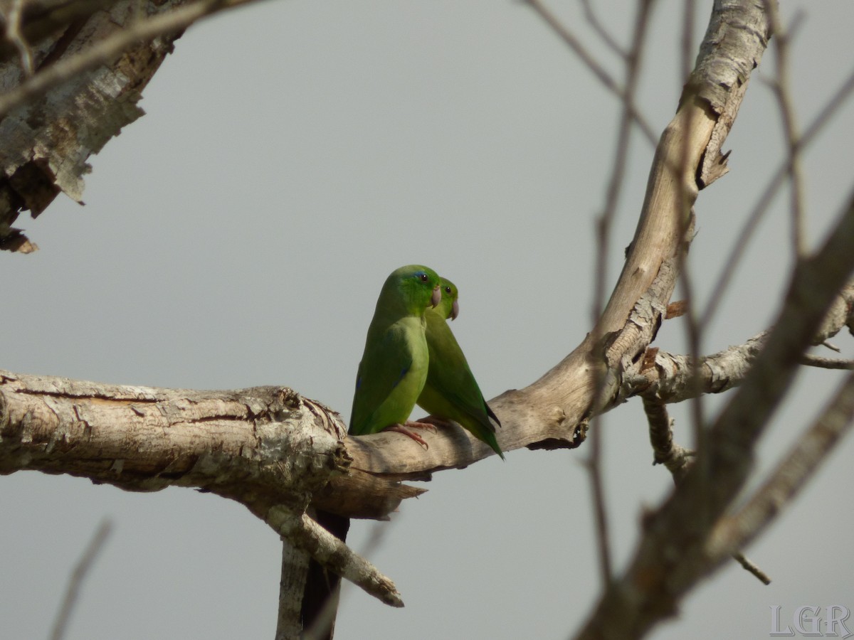 Spectacled Parrotlet - Luis G Restrepo