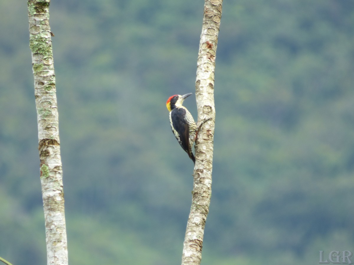 Beautiful Woodpecker - Luis G Restrepo
