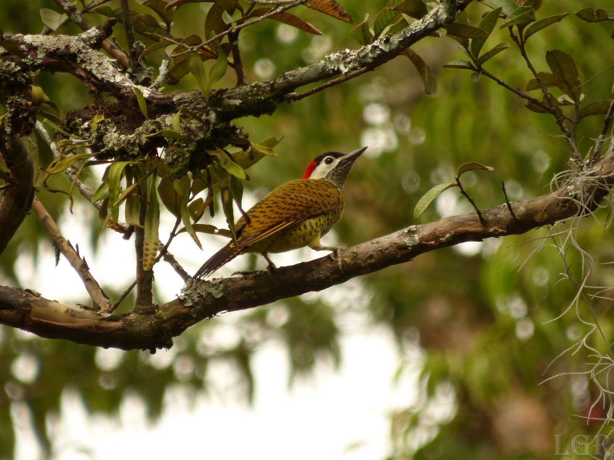 Spot-breasted Woodpecker - Luis G Restrepo