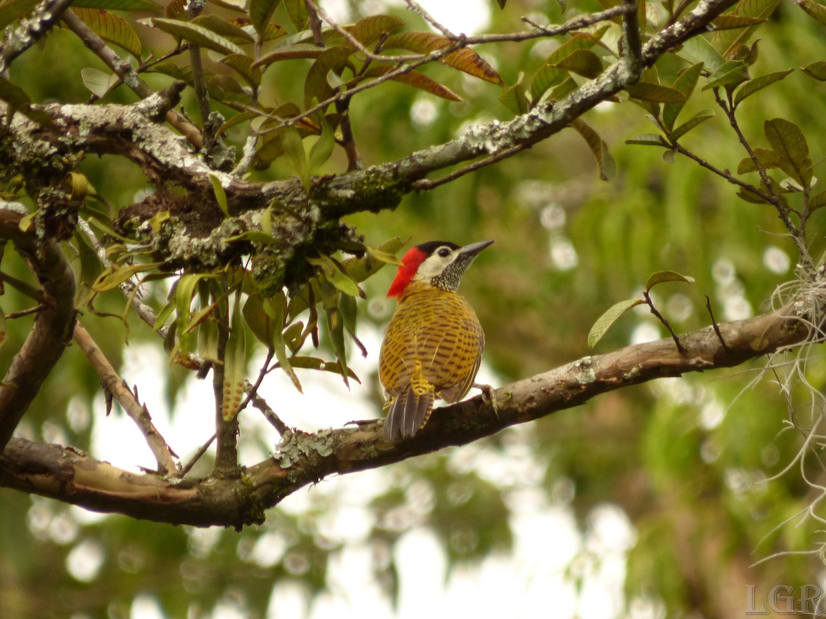 Spot-breasted Woodpecker - Luis G Restrepo