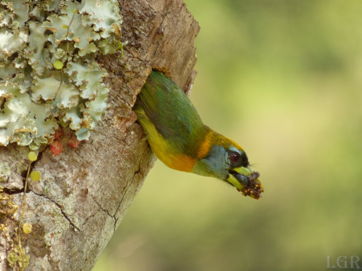 Red-headed Barbet - Luis G Restrepo