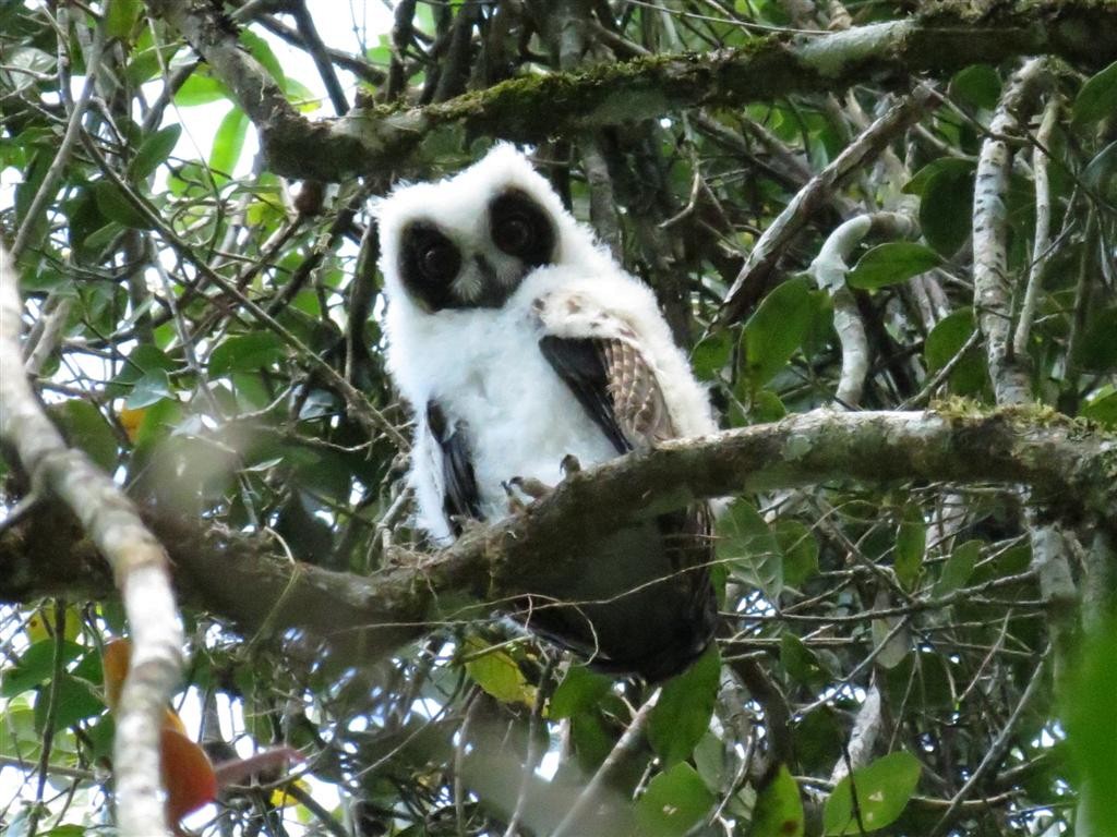 Madagascar Owl - ML205388671