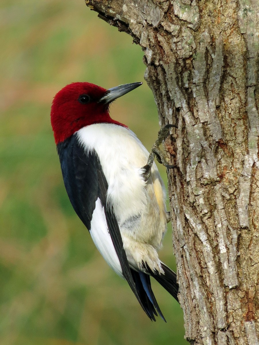 Red-headed Woodpecker - Adam Bowley
