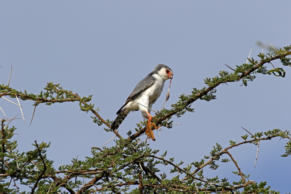 Pygmy Falcon - Adam Bowley