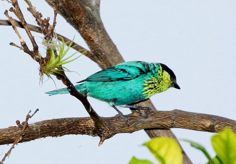 Black-capped Tanager - ML205389471