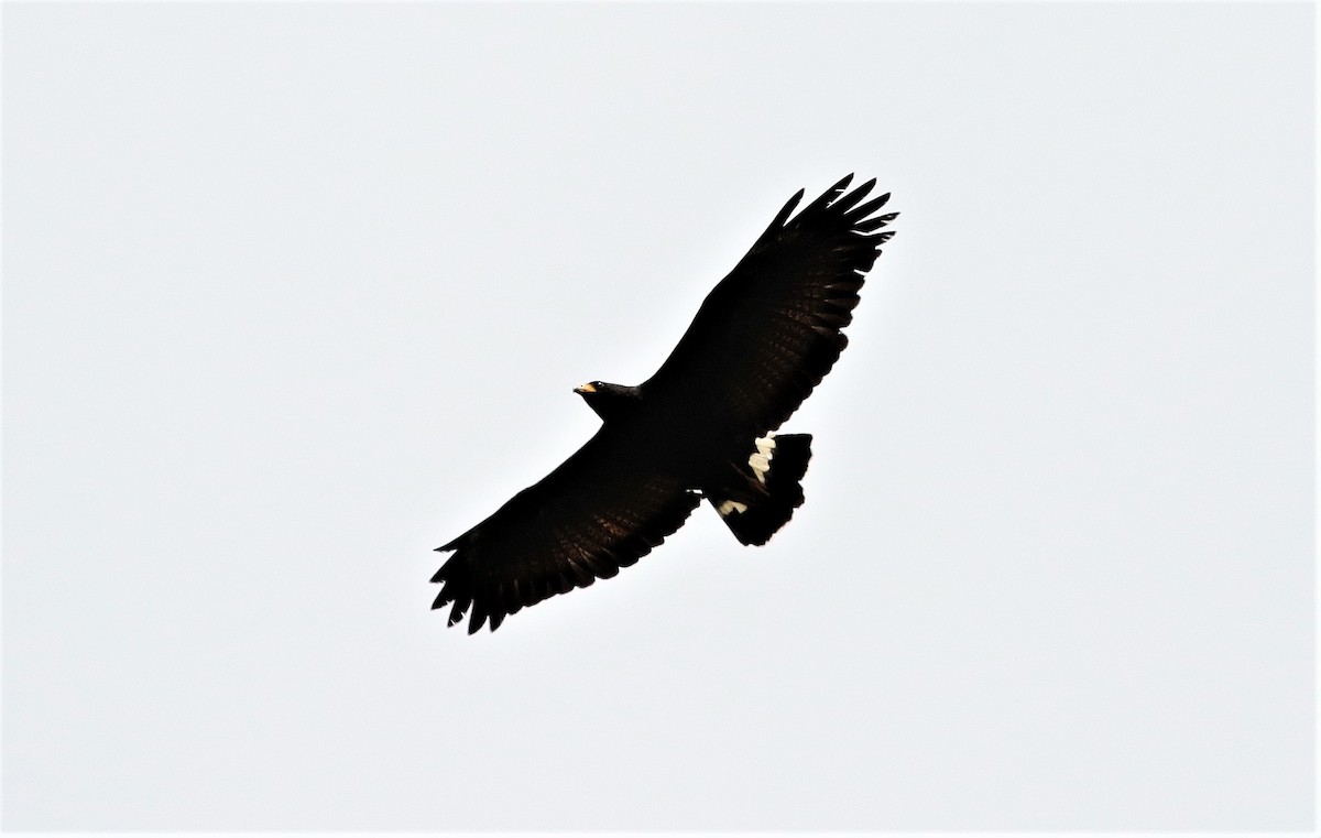 Great Black Hawk (Southern) - Margareta Wieser