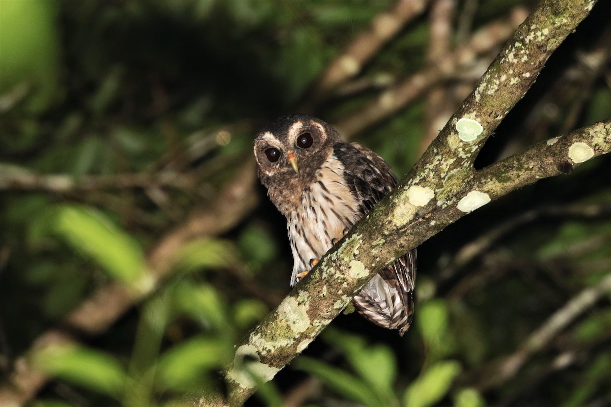 Mottled Owl (Mottled) - Margareta Wieser