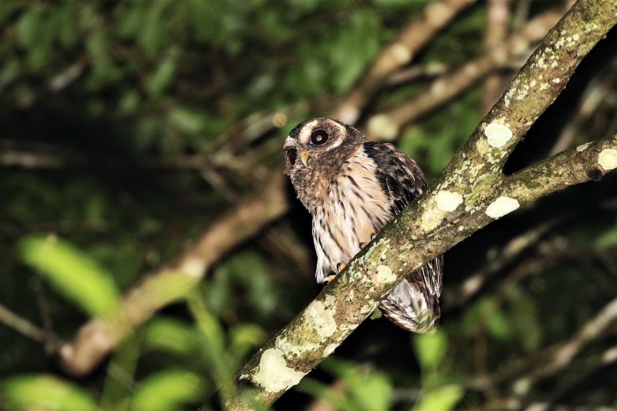 Mottled Owl (Mottled) - Margareta Wieser