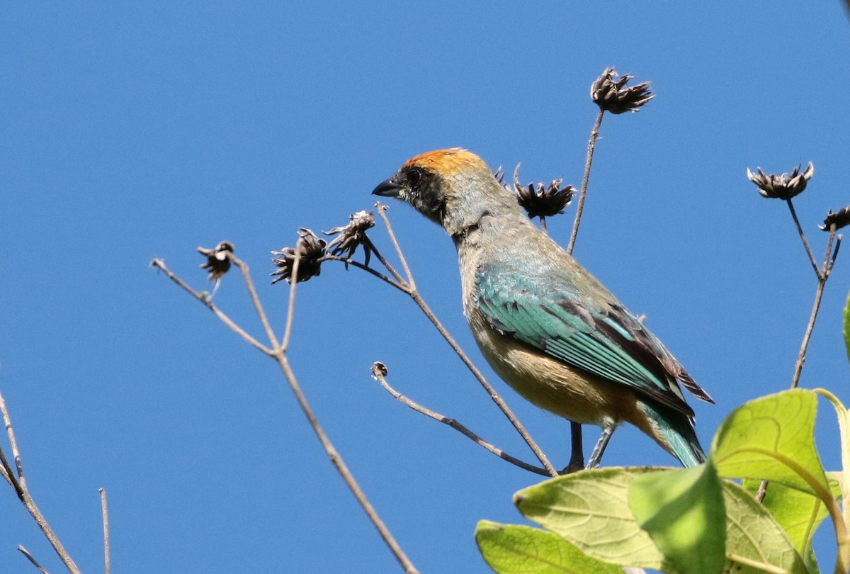 Burnished-buff Tanager (Rufous-crowned) - ML205390511