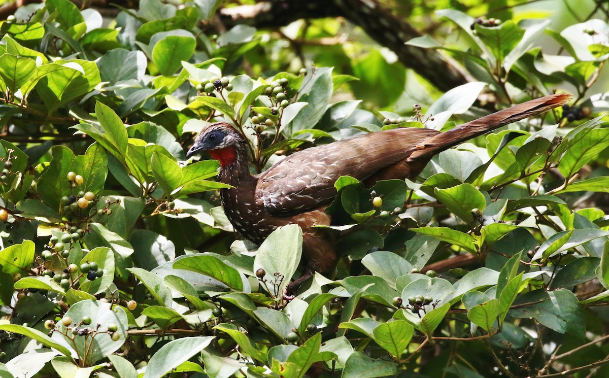 Band-tailed Guan - Margareta Wieser