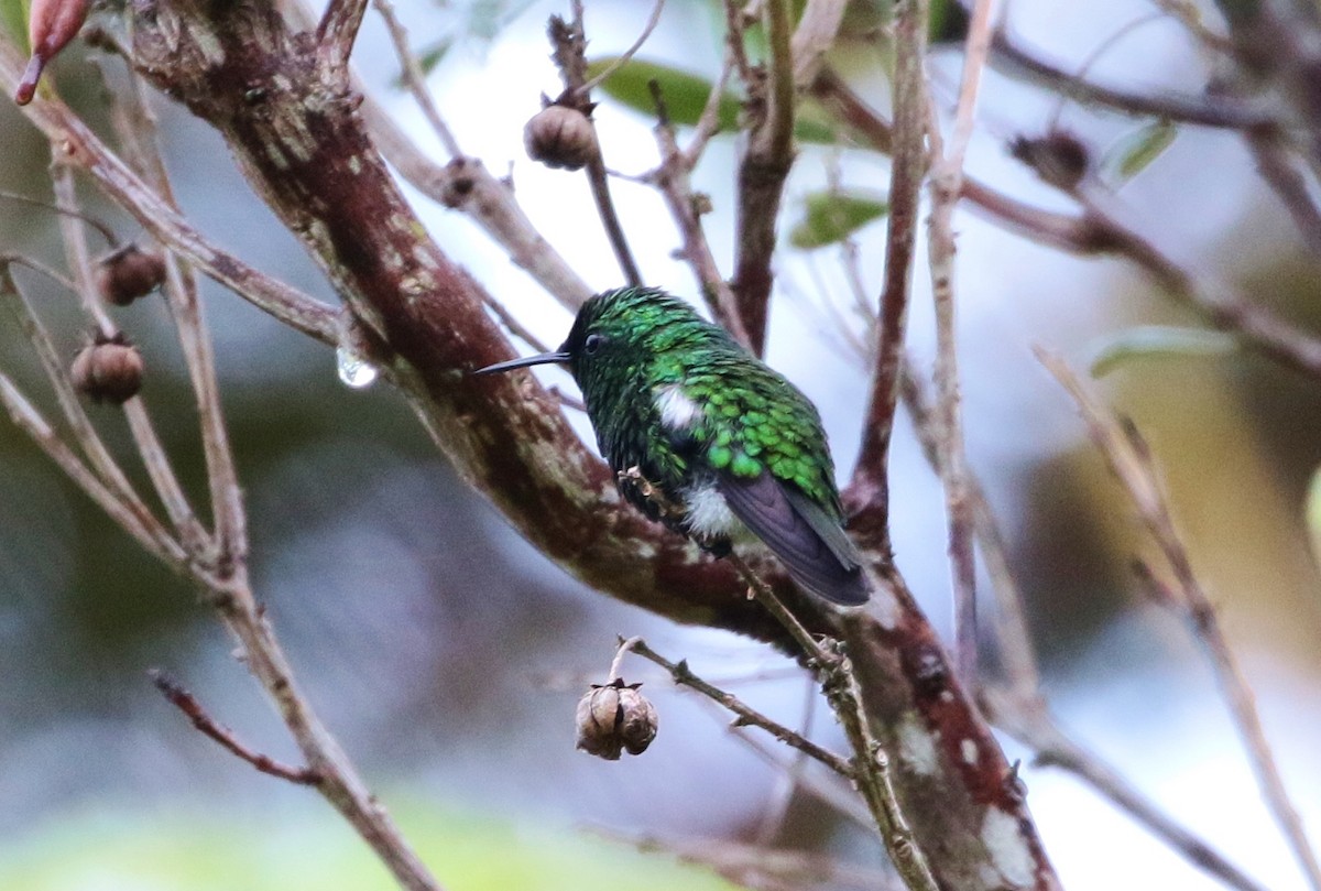 Green-tailed Emerald - Margareta Wieser