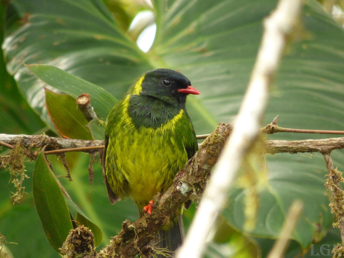 Green-and-black Fruiteater (Green-and-black) - Luis G Restrepo