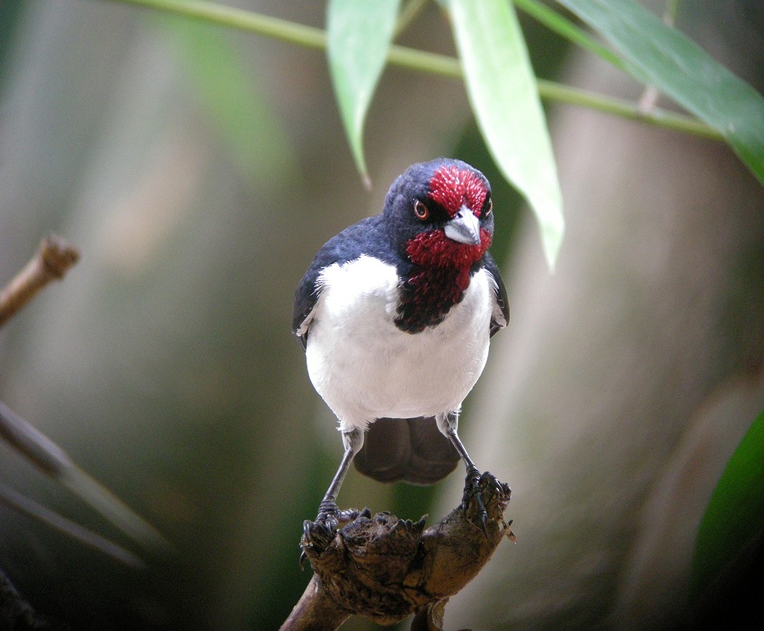 Crimson-fronted Cardinal (Araguaia) - ML205391021