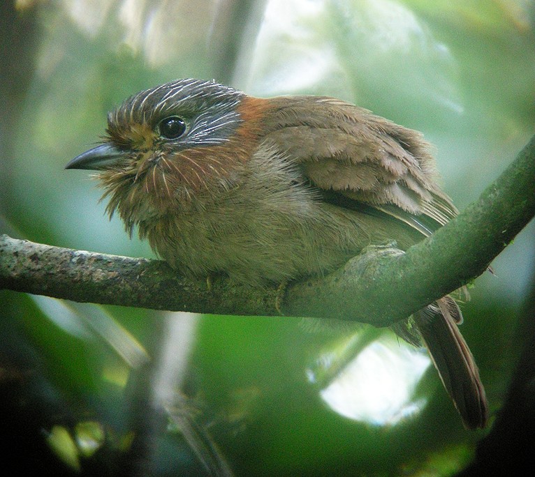 Rufous-necked Puffbird - ML205391031