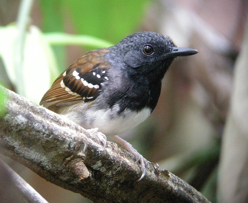 Chestnut-tailed Antbird - Bradley Davis