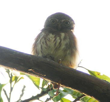 Amazonian Pygmy-Owl - ML205391121