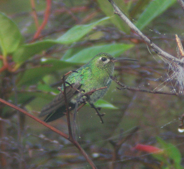 Зелёнохвостый колибри - ML205391161