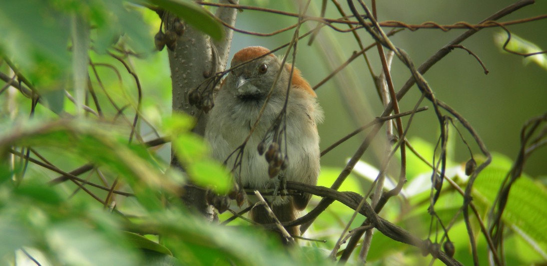 Cinereous-breasted Spinetail - Bradley Davis