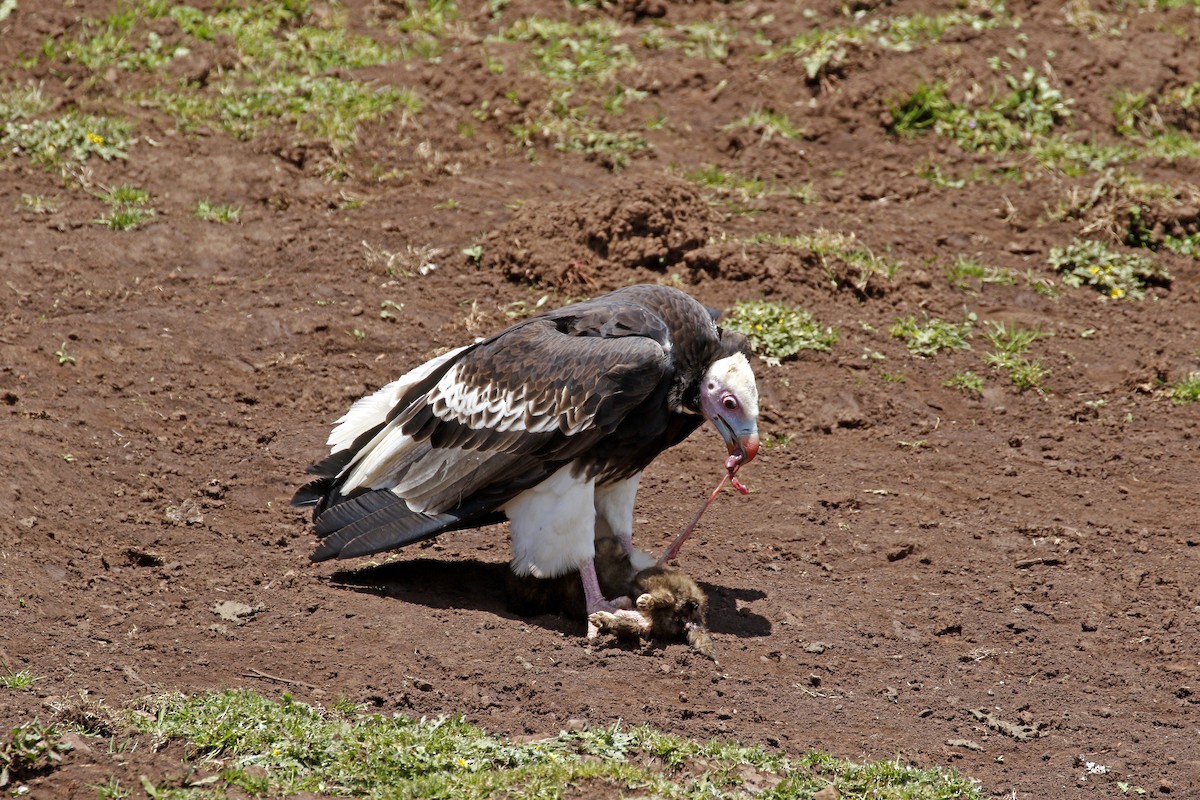 White-headed Vulture - ML205391341