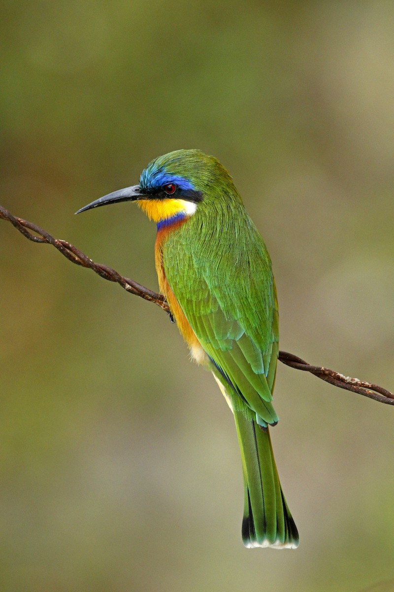Ethiopian Bee-eater - ML205391371