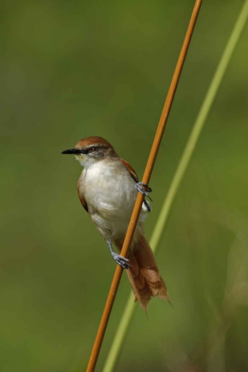 Yellow-chinned Spinetail - ML205391411