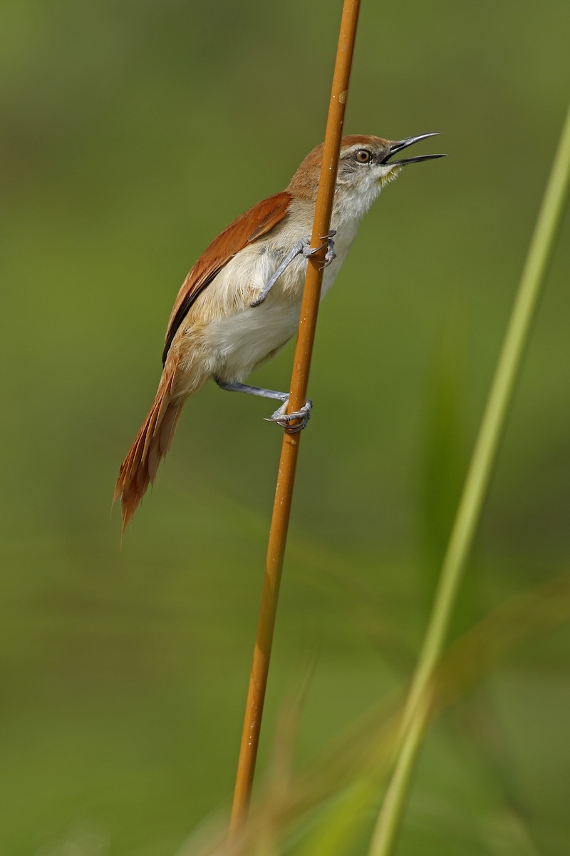 Yellow-chinned Spinetail - Adam Bowley